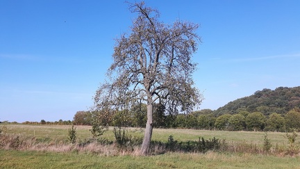 Poirier-parking Cortils 06-10-2018 03