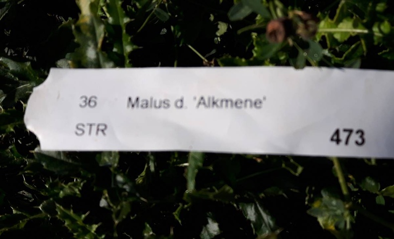 Malus-Alkmene_Rang-D3_CDLT_06-10-2018_01.jpg