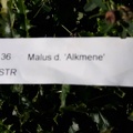 Malus-Alkmene Rang-D3 CDLT 06-10-2018 01