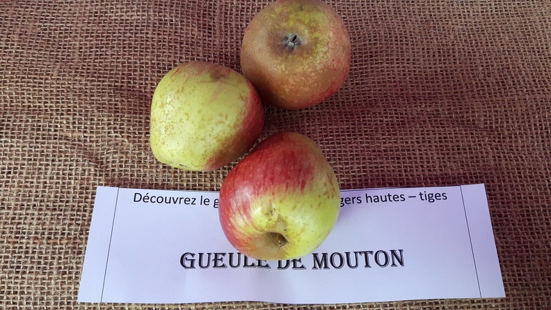 Gueule-de-mouton-La-Batte-13-10-2019.jpg