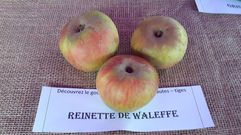 Reinette-de-Waleffe-La-Batte-13-10-2019.jpg