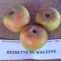 Reinette-de-Waleffe-La-Batte-13-10-2019