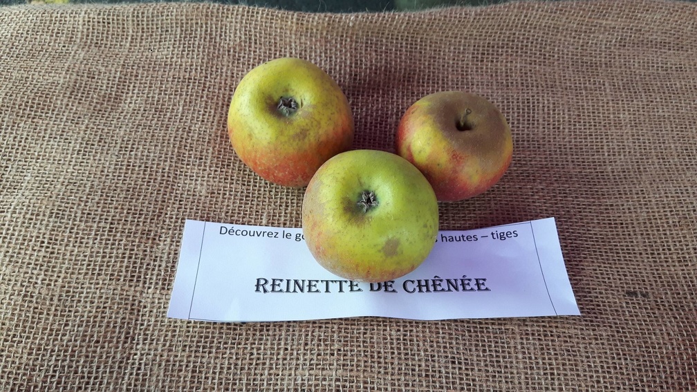 Reinette-de-Chenee La-Batte-13-10-2019