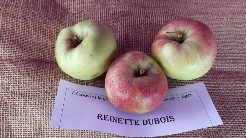 Reinette-Dubois-La-Batte-13-10-2019