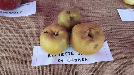 Reinette-Grise-du-Canada-La-Batte-13-10-2019