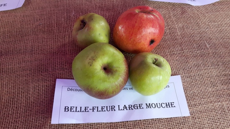 Belle-Fleur-large-mouche-La-Batte-13-10-2019