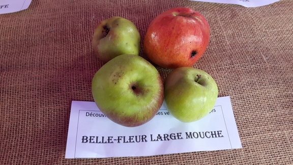 Belle-Fleur-large-mouche-La-Batte-13-10-2019