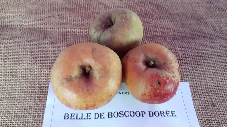 Belle-de-Booscoop-Doree-La-Batte-13-10-2019.jpg