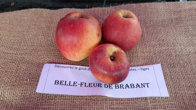 Belle-fleur-de-Brabant-La-Batte-13-10-2019.jpg