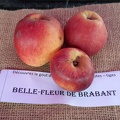 Belle-fleur-de-Brabant-La-Batte-13-10-2019