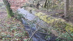 Ruisseau Moulin de Ferrières 12-11-2020 06