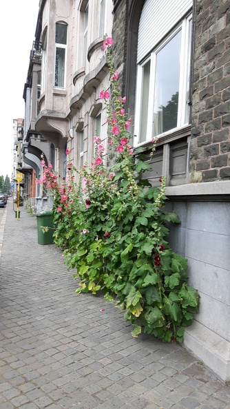 Rose Tremiere Quai Ardennes 27-06-2017 01