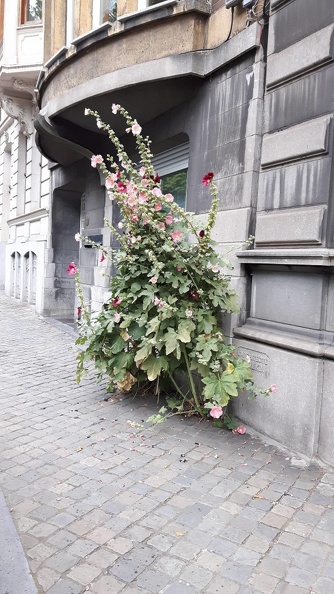 Rose Tremiere Quai Ardennes 27-06-2017 03