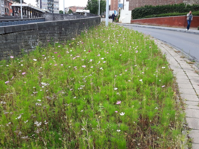 Melange Fleuri Liege 04-08-2016 30