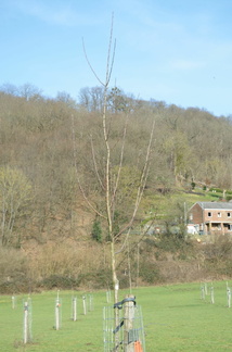 VergerOlne 36 20-02-21 03