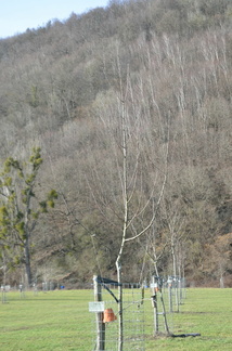 VergerOlne 36 20-02-21 04