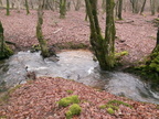 eaux vives Saint Roch 07-02-2021 10