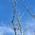 Bourgeons Pommier Spa 21-03-2021 01