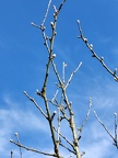 Bourgeons Pommier Spa 21-03-2021 01