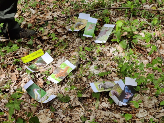 Animation chasse biodiversité formation Code Forestier bois Vecquee 10-02-2021 05