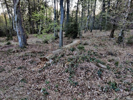 bois mort EP et PS Ferrieres 07-05-21 01