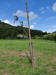 Verger Olne 002 08-08-2021 02