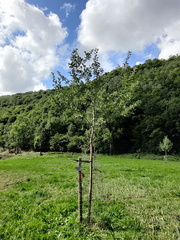 Verger Olne 012 08-08-2021 01