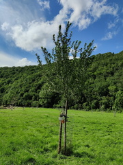 Verger Olne 022 08-08-2021 01