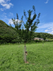 Verger Olne 037 08-08-2021 02