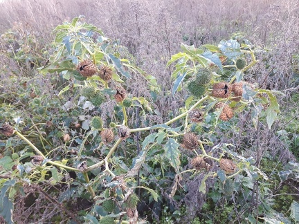 Datura CDLT 10-10-2017 05