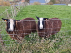 mouton Zwartbles Sprimont 18-11-2021 01