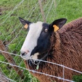 mouton Zwartbles Sprimont 18-11-2021 03