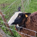 mouton Zwartbles Sprimont 18-11-2021 04