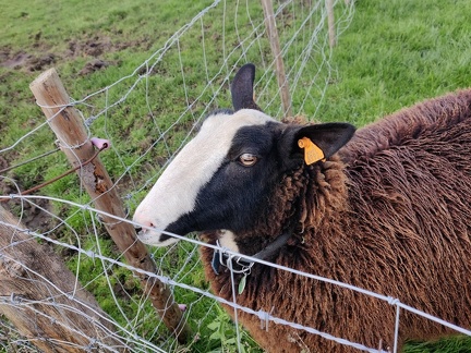 mouton Zwartbles Sprimont 18-11-2021 04