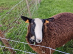 mouton Zwartbles Sprimont 18-11-2021 05
