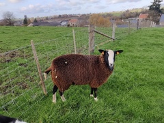 mouton Zwartbles Sprimont 18-11-2021 06