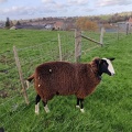 mouton Zwartbles Sprimont 18-11-2021 07
