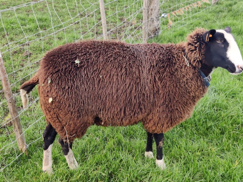 mouton Zwartbles Sprimont 18-11-2021 09