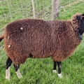 mouton Zwartbles Sprimont 18-11-2021 09