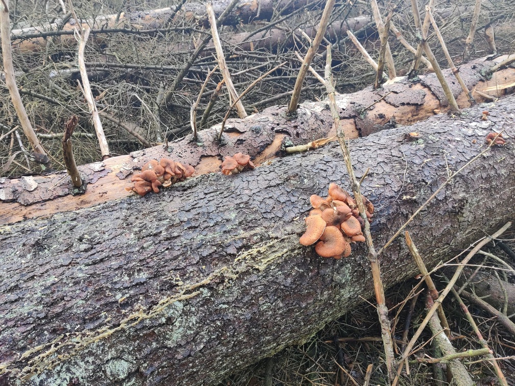 champignons sur  EP Ferrieres 14-11-2021 11