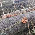 champignons sur  EP Ferrieres 14-11-2021 11