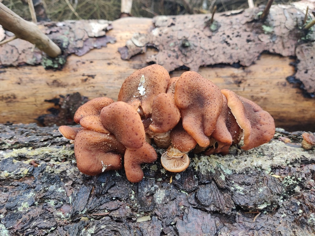 champignons sur  EP Ferrieres 14-11-2021 12