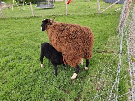 mouton Zwartbles Sprimont-09-04-2022 02