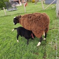 mouton Zwartbles Sprimont-09-04-2022 03
