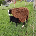 mouton Zwartbles Sprimont-09-04-2022 04