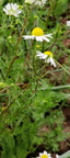 Matricaria chamomilla  Adventices cereales St-Roch 21-06-2022 03