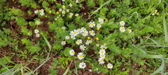 Matricaria chamomilla  Adventices cereales St-Roch 21-06-2022 04