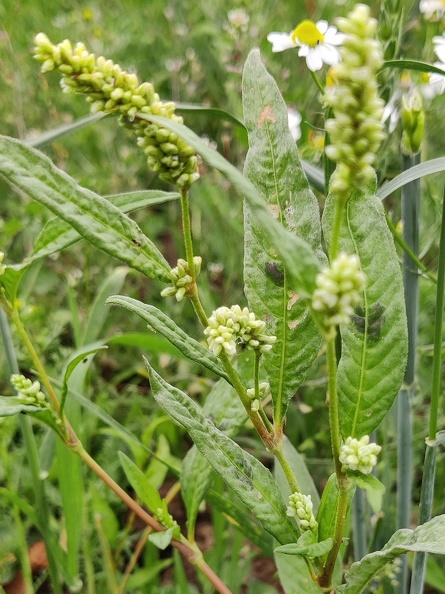 Persicaria lapathifolia  Adventices cereales St-Roch 21-06-2022 01