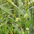 Persicaria lapathifolia  Adventices cereales St-Roch 21-06-2022 01