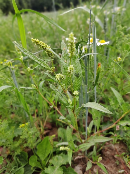 Persicaria lapathifolia  Adventices cereales St-Roch 21-06-2022 02